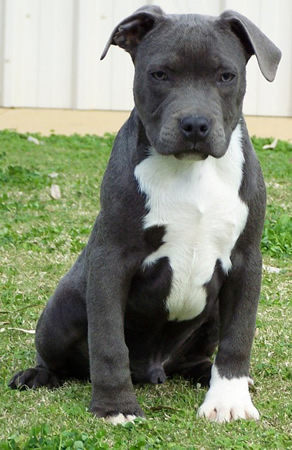 DDDawgs Skull Crusher